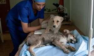 Симптомы и лечение энтерита у собак