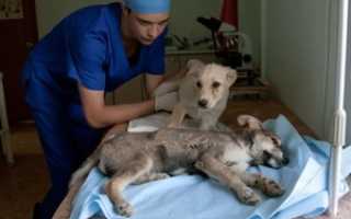 Симптомы и лечение энтерита у собак