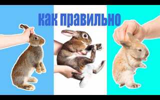Можно ли держать декоративного кролика за уши?