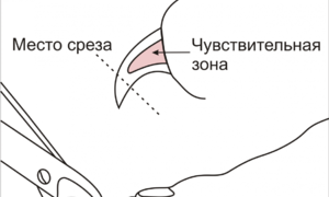Уход за собакой: как подстричь когти в домашних условиях