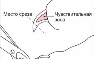 Уход за собакой: как подстричь когти в домашних условиях