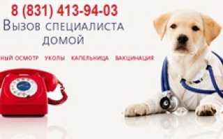 Вызов ветеринара на дом круглосуточно: особенности услуги