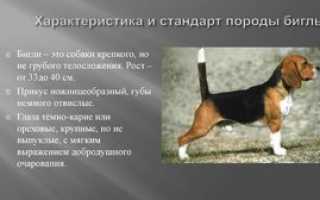 Бигль: особенности породы и характер собаки