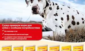 Рейтинг кормов супер-премиум класса для собак различных пород