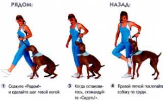 Советы по обучению собаки команды «Ко мне»