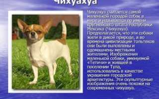 Содержание собак породы чихуахуа