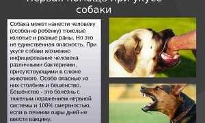 Что делать, если укусила собака