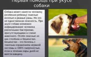 Что делать, если укусила собака