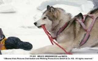 Отзывы и рецензии на фильм «Белый плен»