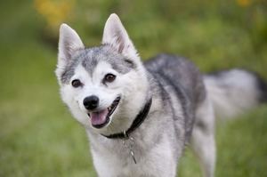 Аляскинский Кли Кай