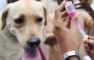 Вакцинация от бешенства Бешенство: меры профилактики