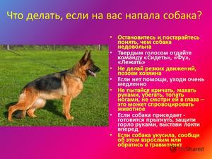 Бездомную собаку
