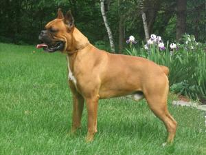 Боксер - поводырь для незрячих людей Боксер - поводырь для незрячих людей и инвалидов