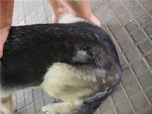 Как быть, когда у собаки выпадает шерсть