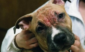 Симптомы чесоточного клеща Чесоточный клещ: симптомы развития заболевания