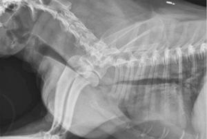 Диагностика коллапса у собак Диагностика коллапса