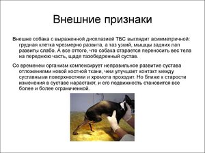 Дисплазия у собак: внешние признаки Дисплазия у собак: признаки