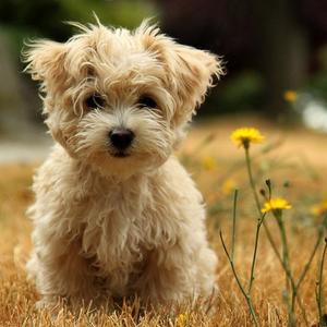 Короткошерстные породы собак Длинношерстные породы собак