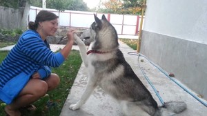 Дрессировка хаски