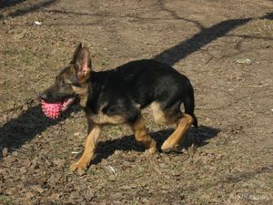 Дрессировка немецкой овчарки