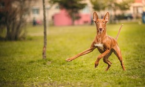 Египетская собака