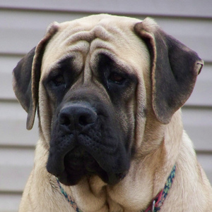 English Bull Mastiff 