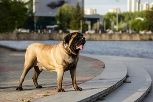 English mastiff