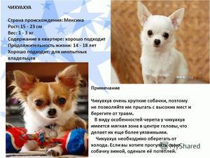 Характер породы Чихуахуа