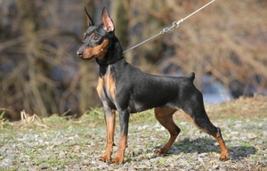 Порода собак карликовый пинчер Характеристика породы карликовый пинчер