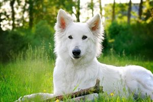 Характеристика породы собак швейцарская овчарка