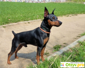 Описание породы карликовый пинчер Характеристики карликового пинчера