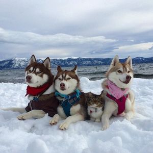 Хаски - ездовые собаки