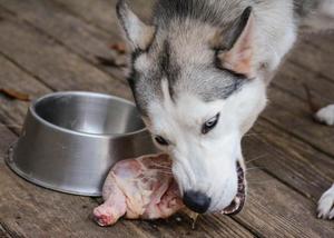 Правила здорового питания хаски Хаски правила питания