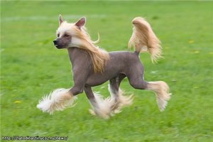 Хохлатая собака