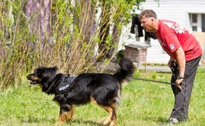 Дрессировка и воспитание собак породы ховаварт Ховаварт дрессировка и воспитание собак