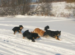 История развития породы Ховаварт Ховаварт история развития породы