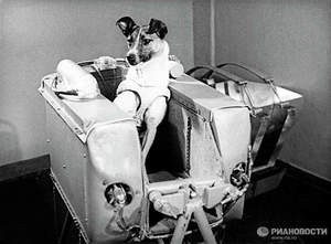 Животные космонавты Белка и Стрелка Хвостатые космонавты Белка и Стрелка