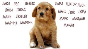 Имена для бойцовских собак 