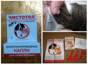 Инструкция по применению препарата чистотел