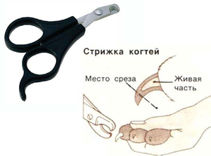 Инструменты для ухода за когтями