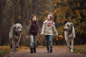 Ирландский волкодав: описание породы Ирландский волкодав