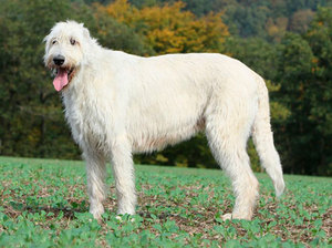 Разновидности окраса собак породы ирландский волкодав Ирландский волкодав: окрасы