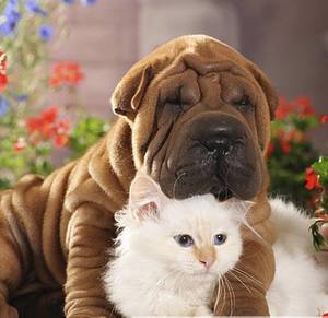 Каким должен быть семейный любимец Каким должен быть семейный питомец