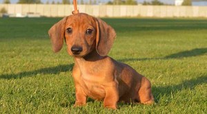 Карликовая такса: описание породы Карликовая такса