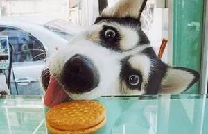 Чем не следует кормить питомца Категорически запрещенные продукты для питания хаски