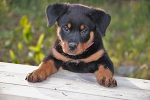 Кличка для большой собаки 