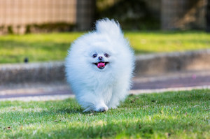 Кличка для шпица