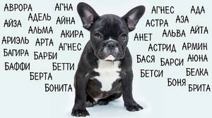 Клички для бойцовых собак 