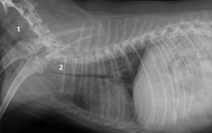 Симптоматика Коллапса у собак Клинические симптомы коллапса