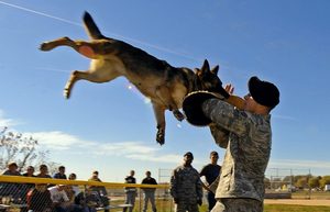 Как научить собаку команде фас Команда фас для овчарки